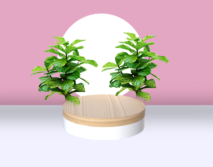 3D Environment Design for Plant Display