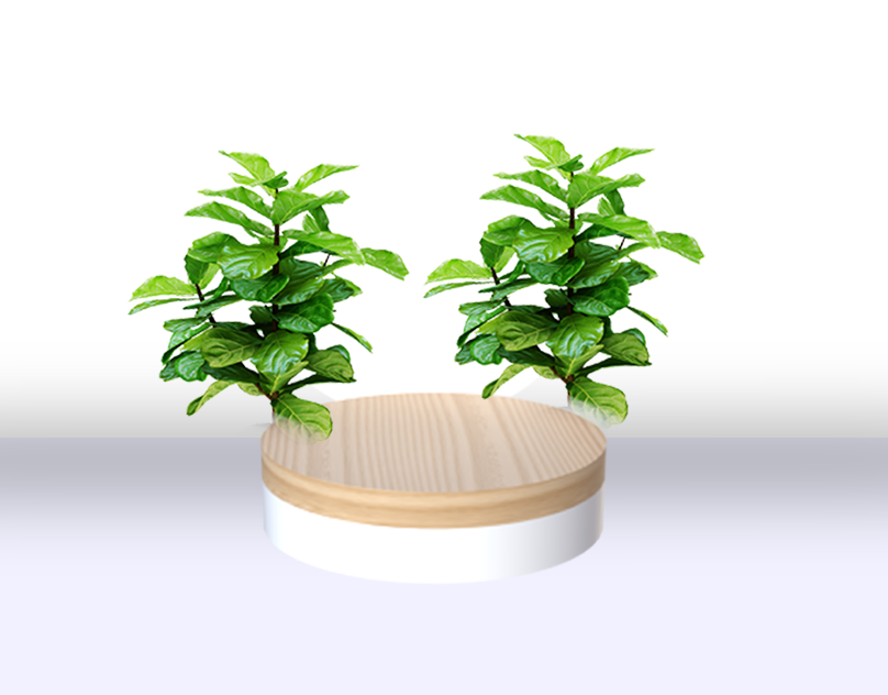 3D Environment Design for Plant Display